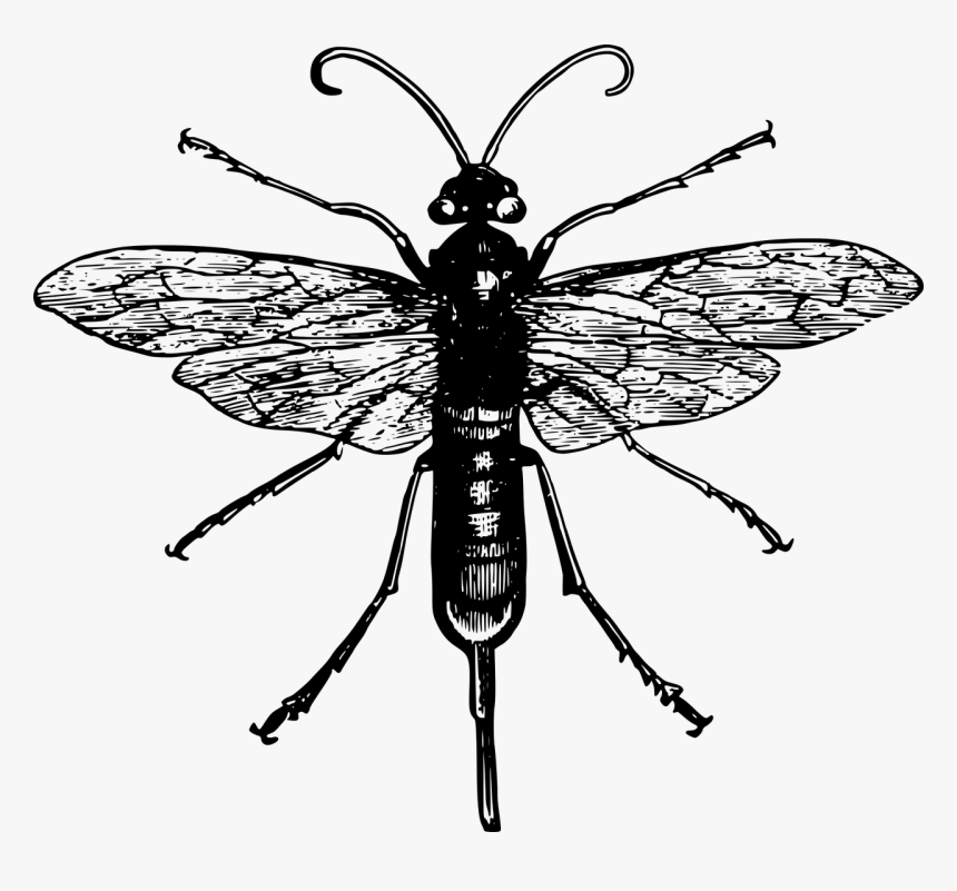 Black And White Robber Fly, HD Png Download