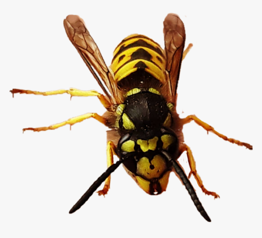 #yellowjacket #queen #queenbee #bee #wasp #hornet #bug - Hornet, HD Png Download
