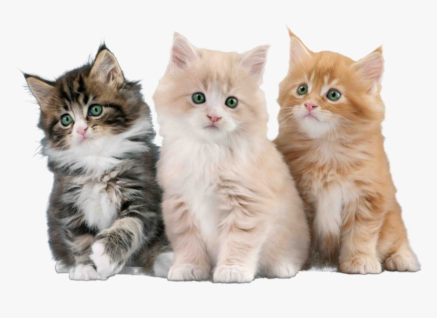 Imágenes De Gatos Png, Transparent Png
