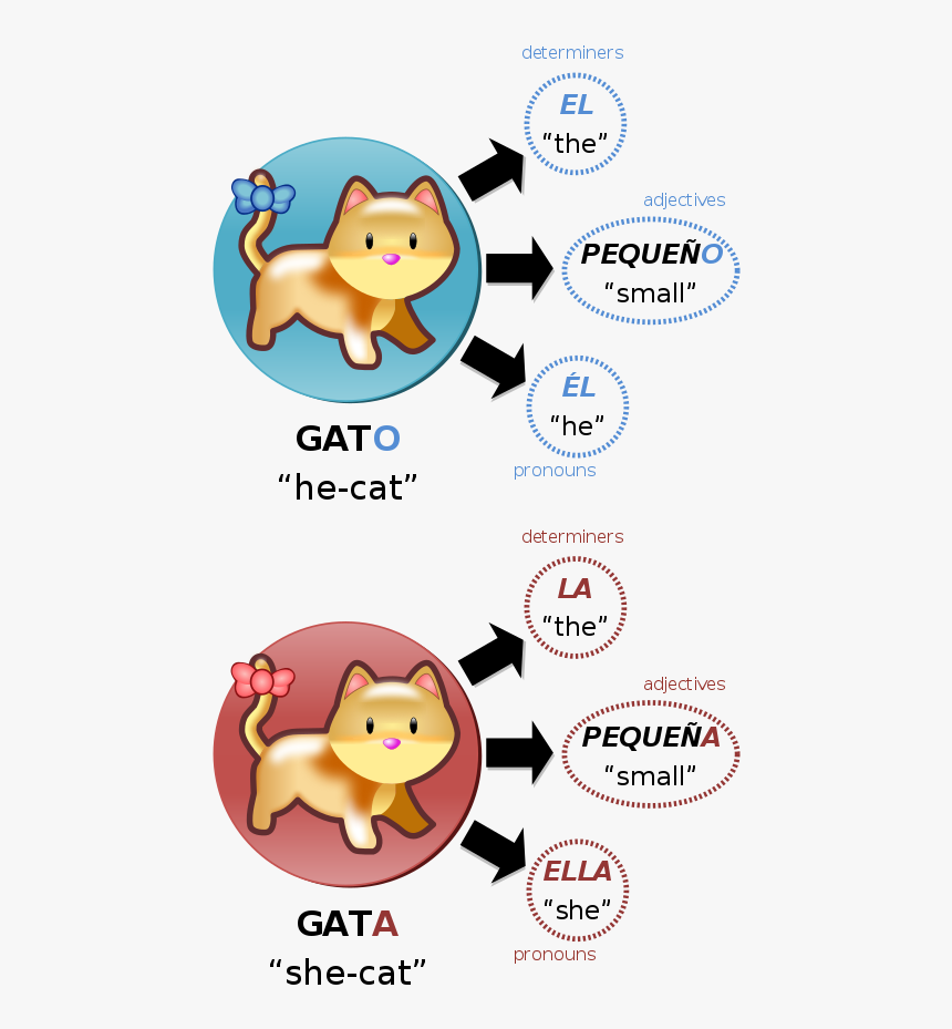 Grammatical Gender, HD Png Download