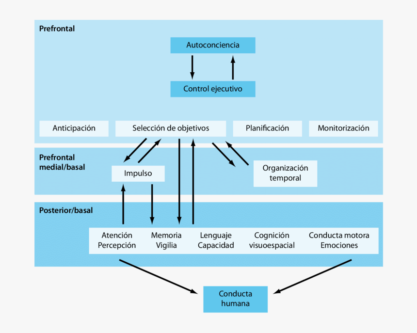 Modelo De Stuss Y Benson, HD Png Download