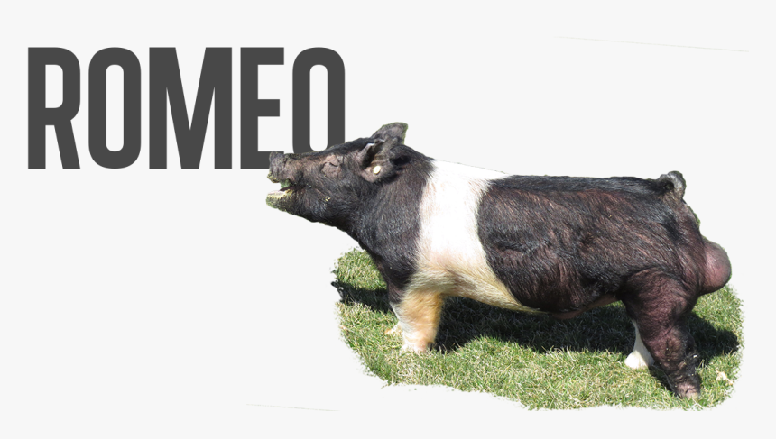 Domestic Pig, HD Png Download