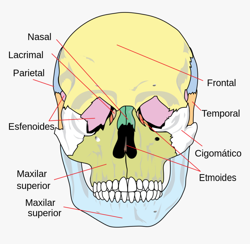 Fixed Or Immovable Joints, HD Png Download