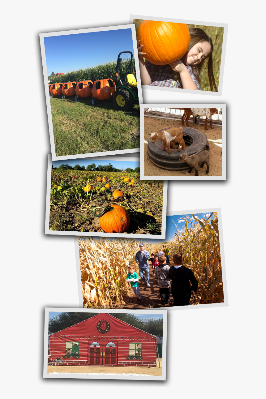 Kid With Pumpkin, HD Png Download