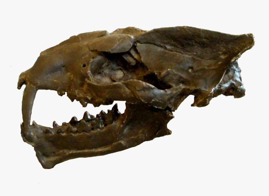 Machaeroides Eothen - Machaeroides Skull, HD Png Download