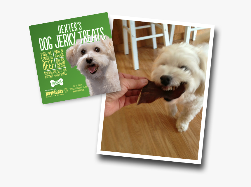 Companion Dog, HD Png Download