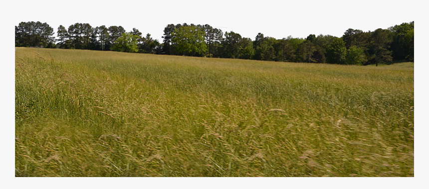 Meadow Png , Png Download, Transparent Png
