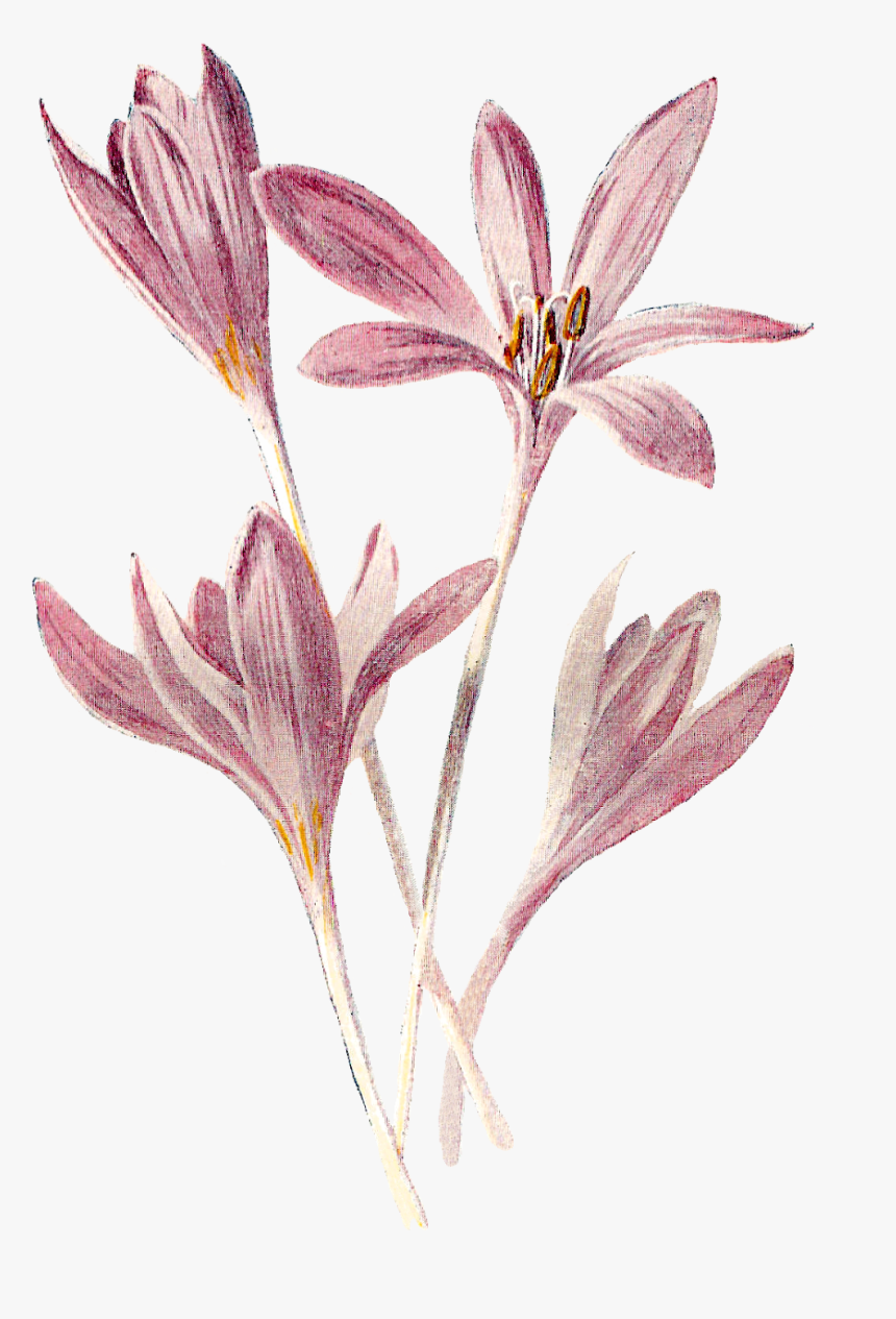 Flower Wildflower Floral Digital Download Vintage Clipart - Wildflower Cartoon, HD Png Download
