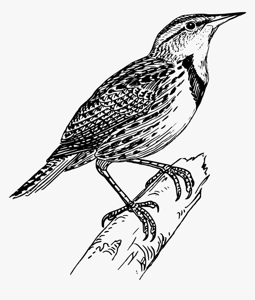 Meadow Lark Clip Arts - Meadowlark Black And White, HD Png Download