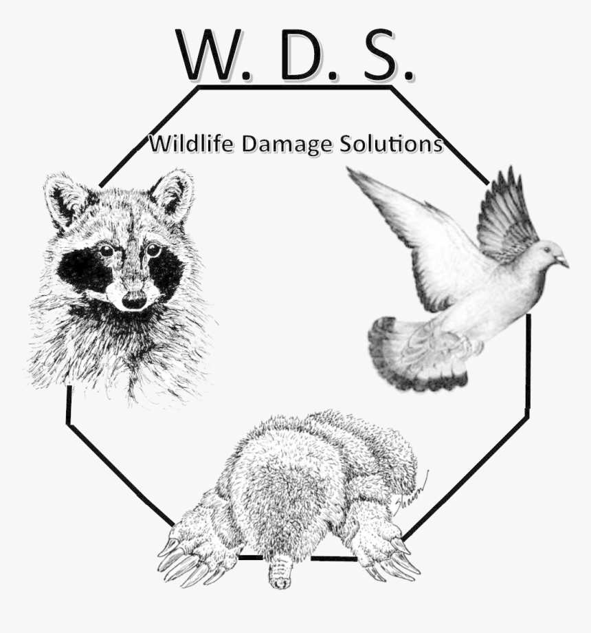 Logo, HD Png Download