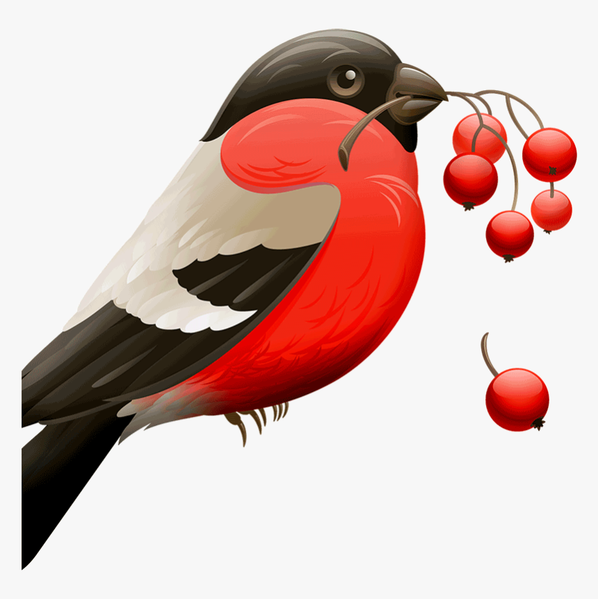 8 Melhores Aplicativos Para Remover Fundo De Imagens - Red Robin Birds, HD Png Download