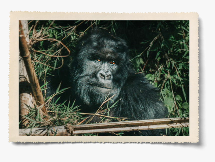 Aaron Pinkston - Mountain Gorilla, HD Png Download