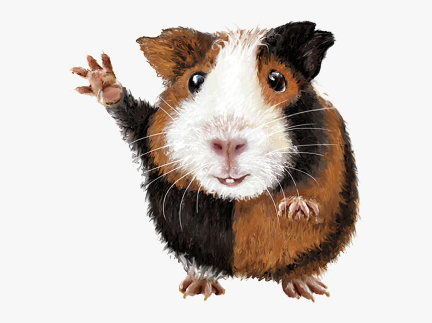 Guinea Pig, HD Png Download , Transparent Png Image PNGitem