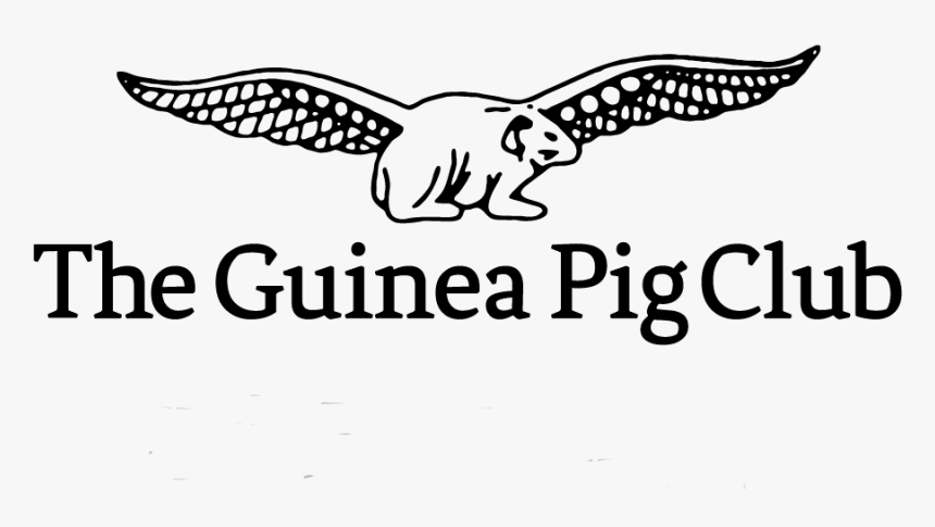 Falconiformes, HD Png Download