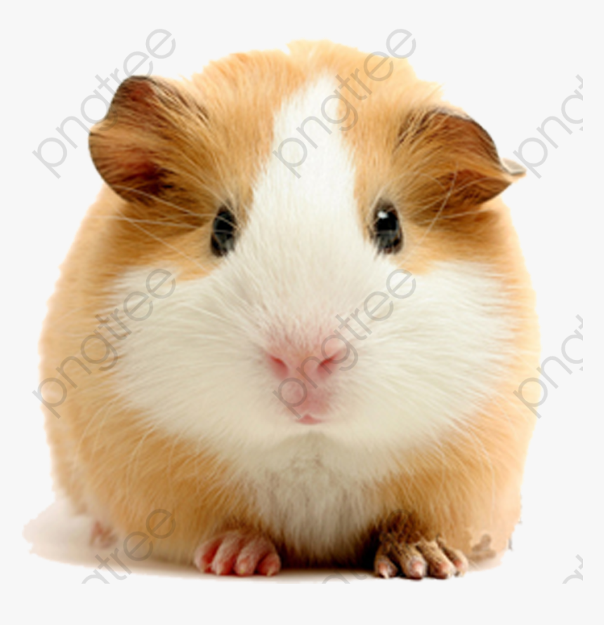Guinea Clipart Transparent Background - Guinea Pig White Background, HD Png Download