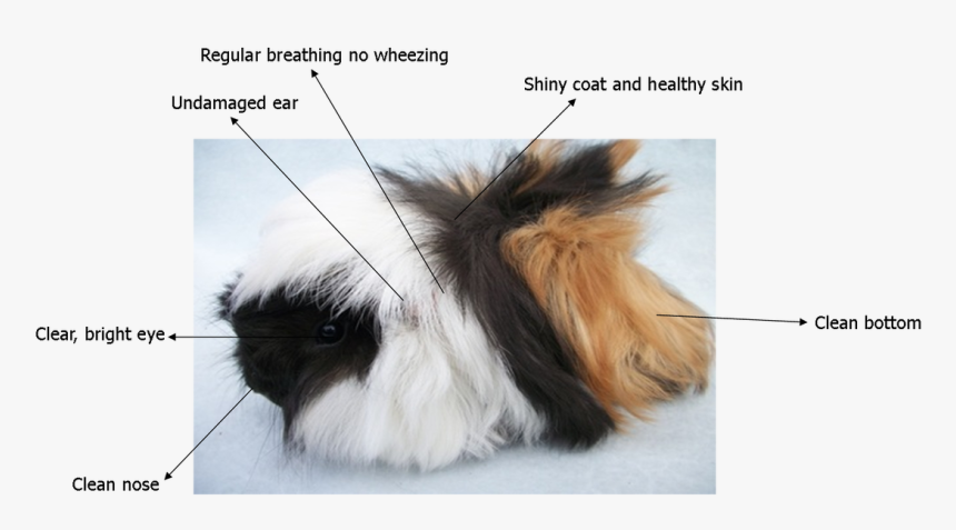 Picture - Pure Peruvian Guinea Pig, HD Png Download