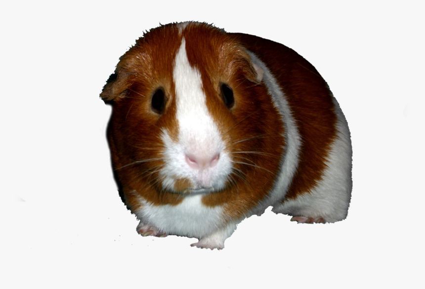 Hamster, HD Png Download