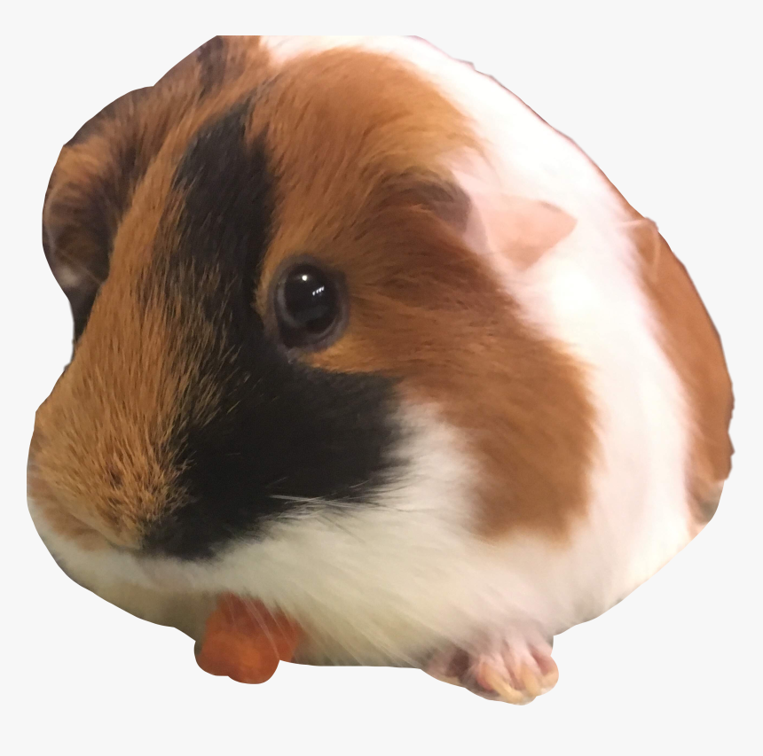 #guinea Pig Mm #freetoedit - Guinea Pig, HD Png Download