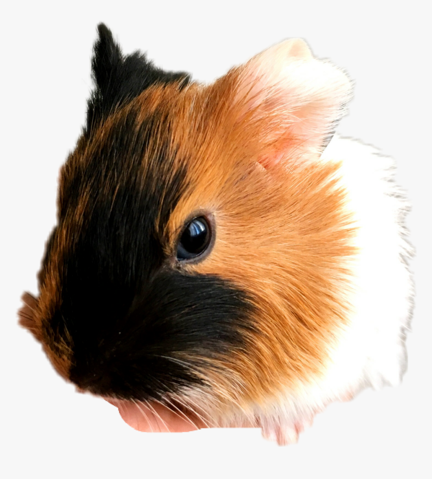 #guinea Pig - Guinea Pig Pic Unicorn, HD Png Download