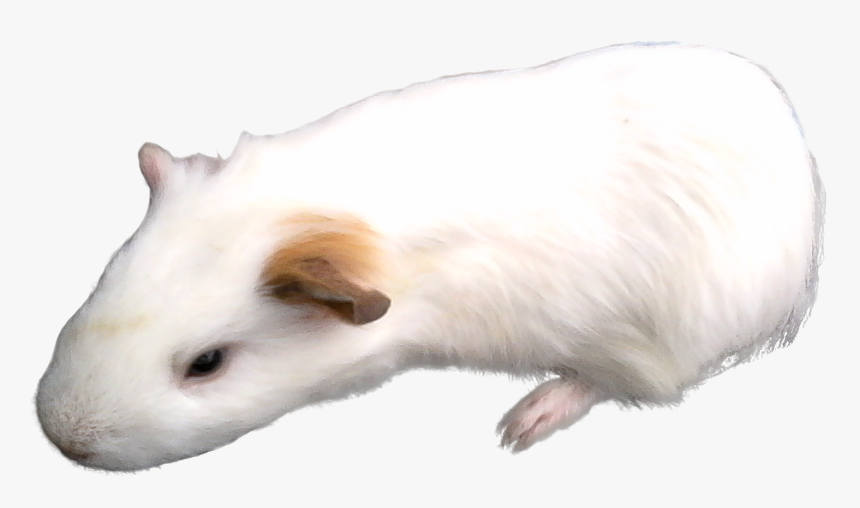 Rat, HD Png Download