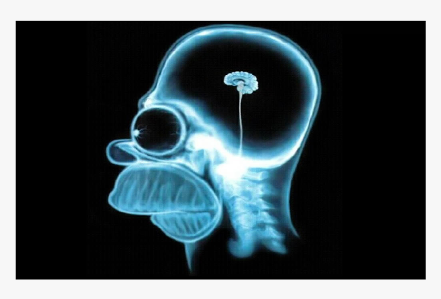 Skull, HD Png Download