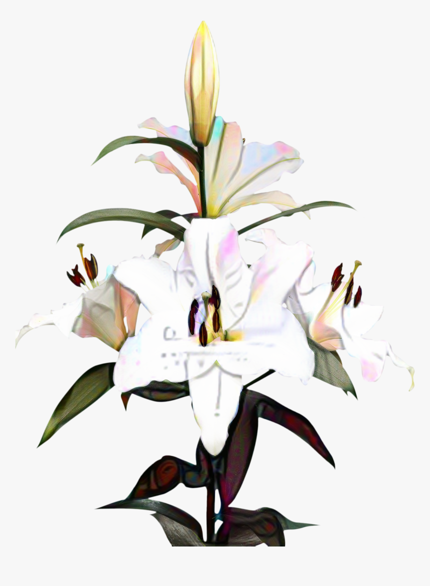 Portable Network Graphics Clip Art Madonna Lily Image - Portable Network Graphics, HD Png Download