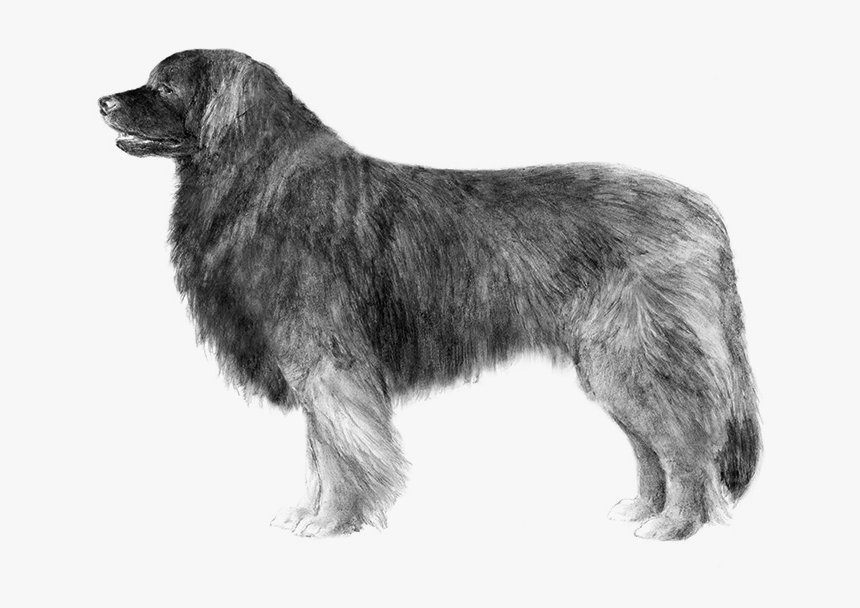 Dog Breed Leonberger Sarplaninac Newfoundland Dog Estrela - Drawings Of Flat Coat Retrievers, HD Png Download