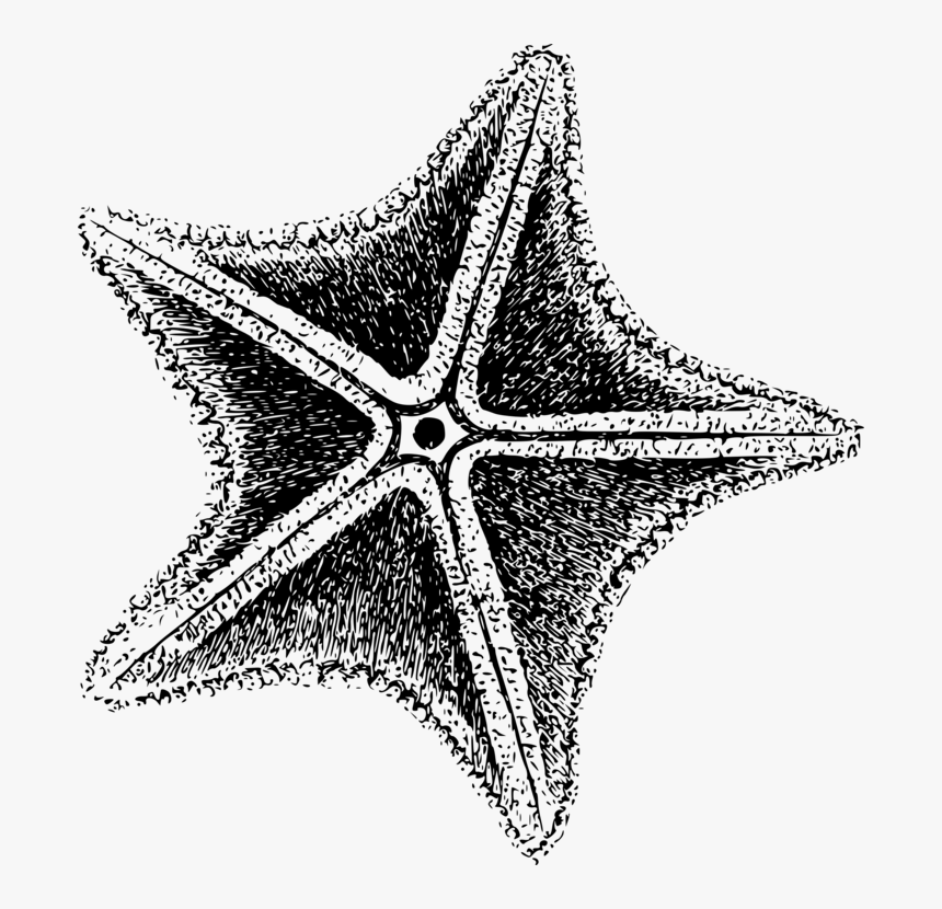 Starfish Invertebrate Sea Echinoderm Computer Icons - Black And White Star Fish, HD Png Download