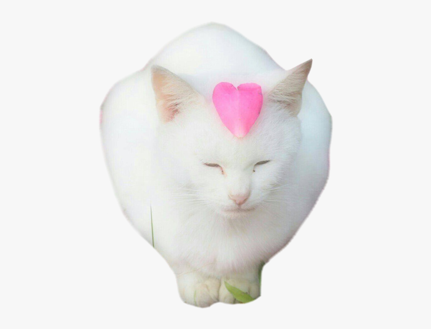 Cat Yawns, HD Png Download