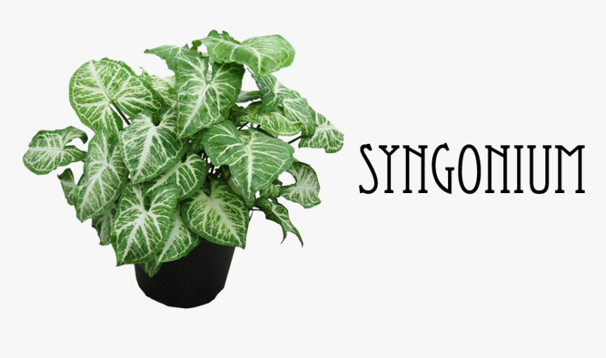 8 - Types Of Arrowhead Plant, HD Png Download