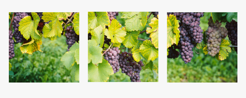 Delphinium, HD Png Download