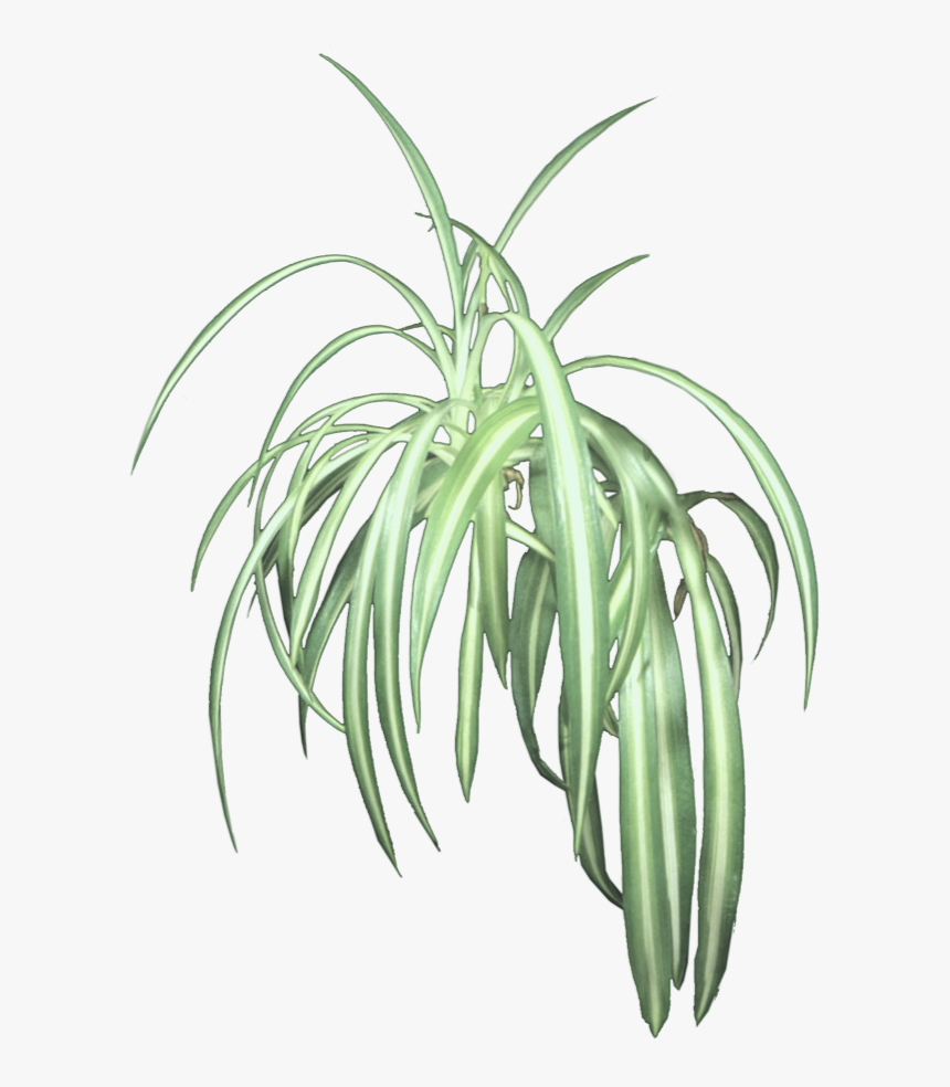 Transparent Spider Plant Png, Png Download