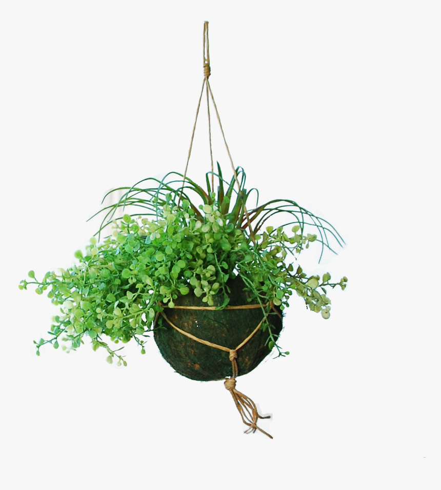 Houseplant, HD Png Download