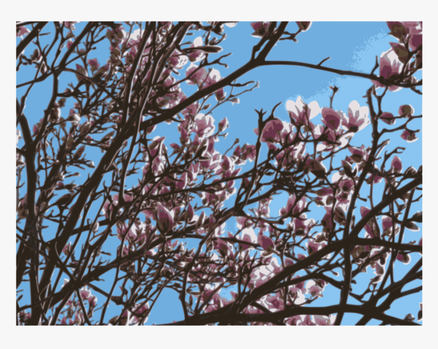 Plant,flower,blossom - Magnolia, HD Png Download