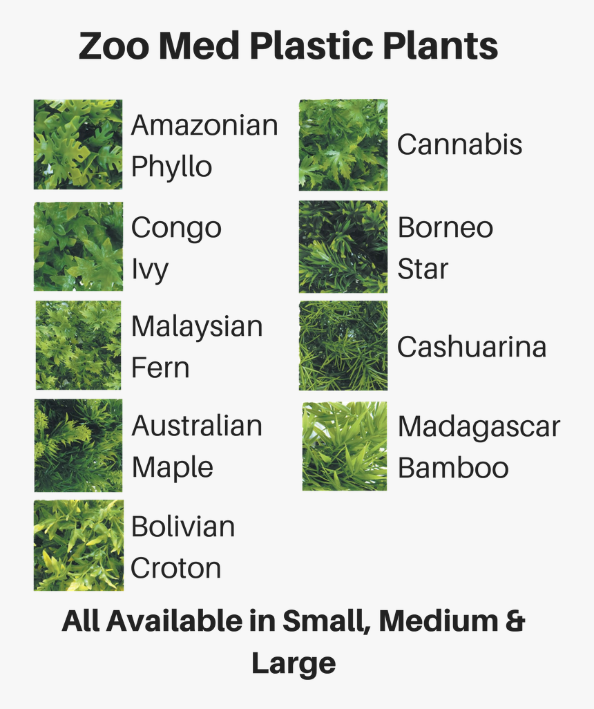 Tree, HD Png Download