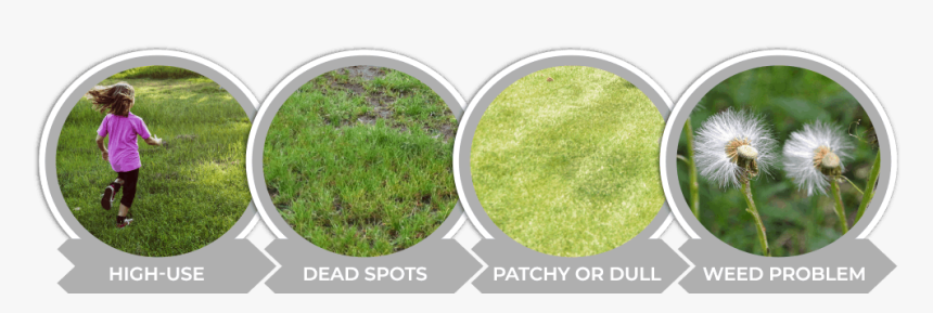 Signs That It Is Time To Overseed Your Colorado Lawn - Moss, HD Png Download