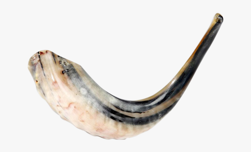 Ram S Horn Natural Shofar 15 - Shofar, HD Png Download