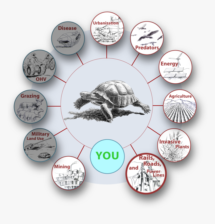 Linear Effects Graphics For Dtpc - Galápagos Tortoise, HD Png Download