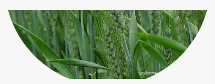 Harper - Triticale - Triticale, HD Png Download