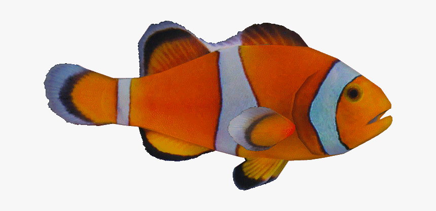 Ocellarisclown - Zt2 Clownfish, HD Png Download