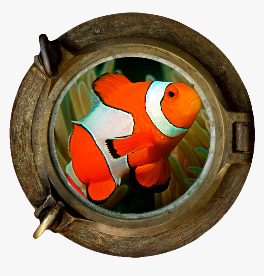 Clownfish Marine Section Png - Porthole Ship Wreck, Transparent Png