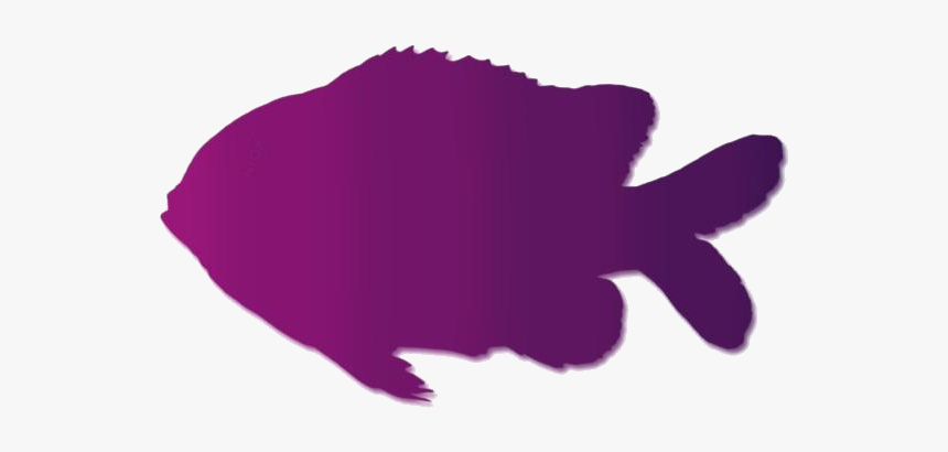 Clownfish Png Transparent Images - Garibaldi (fish), Png Download