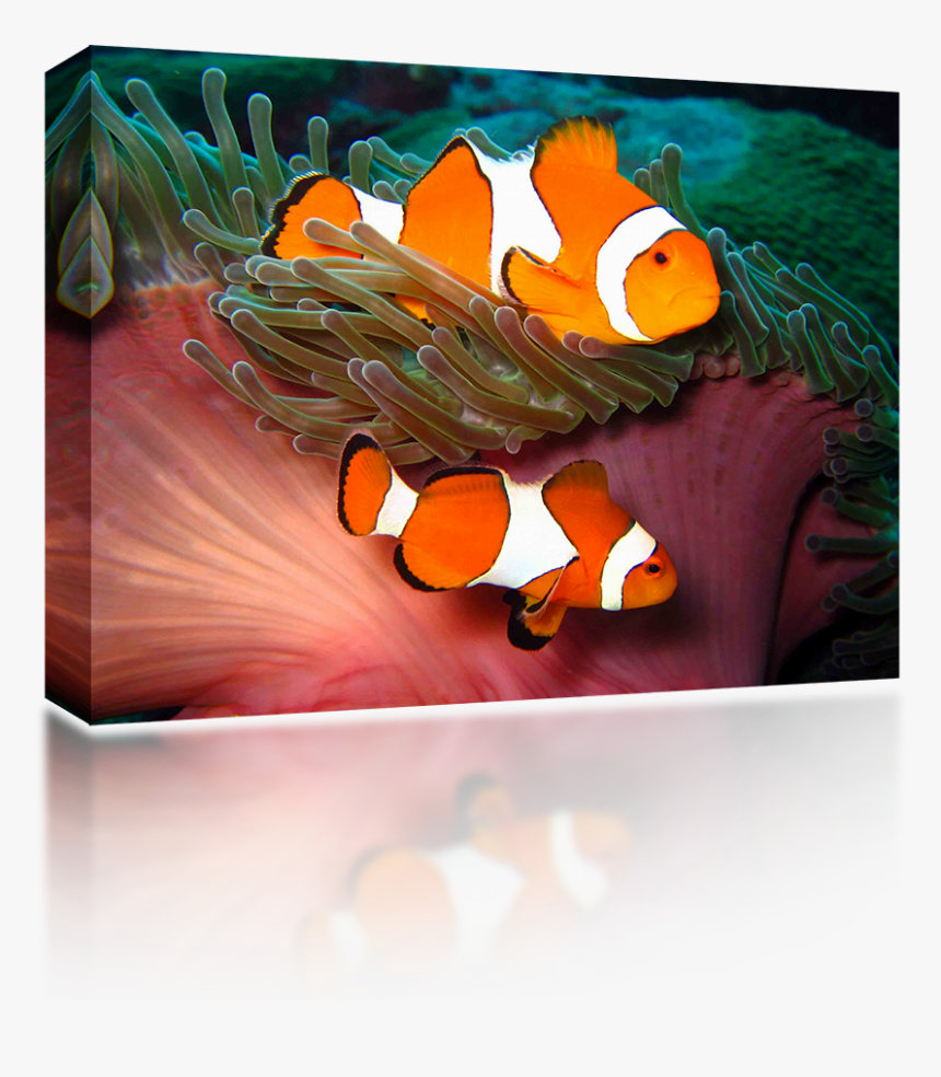 Still Life , Png Download - Creative Arts, Transparent Png