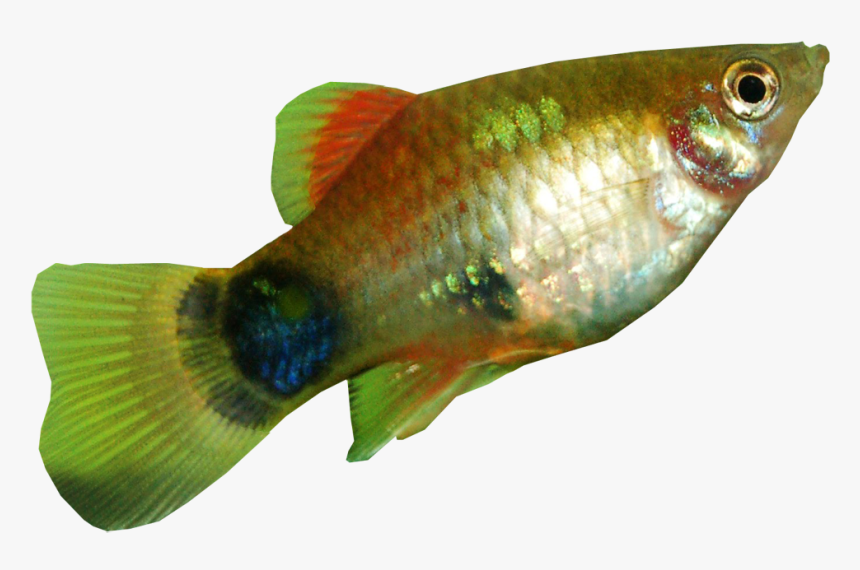 Platy Fish Transparent Background Aquarium Fishes Web - Aquarium Fish With Transparent Background, HD Png Download