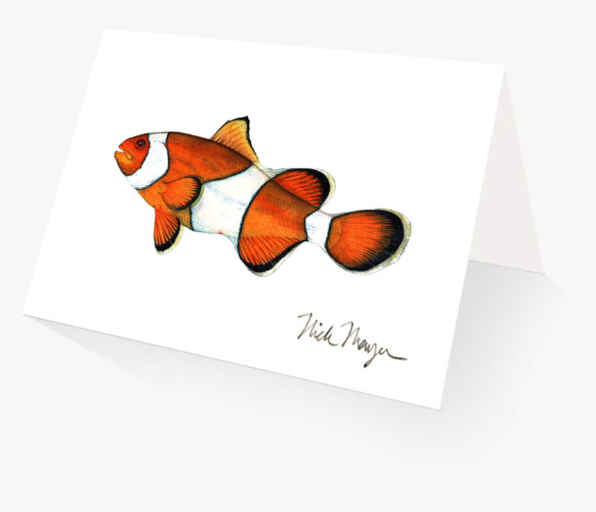 Clownfish, HD Png Download