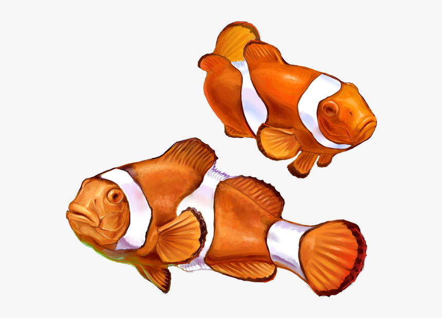 Clown Fish Png Graphic Transparent Library - Nemo Fish Png, Png Download