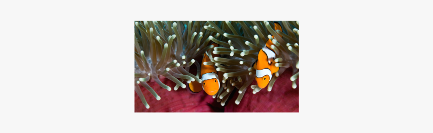 Still Life, HD Png Download