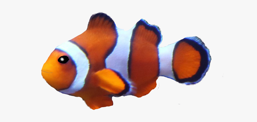Coral Reef Fish, HD Png Download