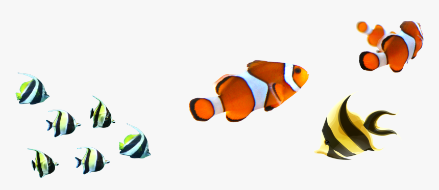 Clown Fish No Background, HD Png Download