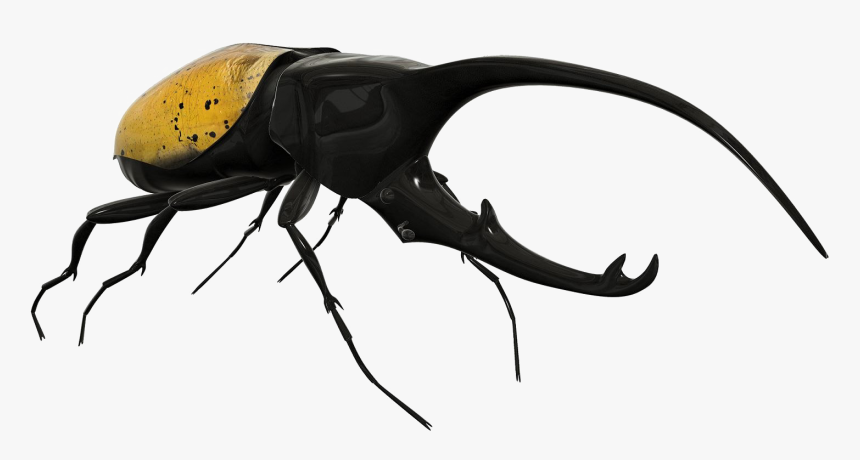 Beetle Png Image Background - Transparent Background Beetle Png, Png Download